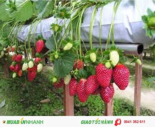 Amazon.com : 1105A-Strawberry, Giant (Fragaria spp.) Seeds by